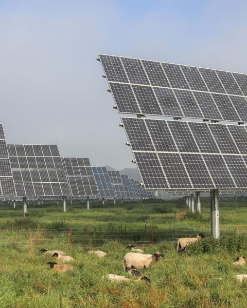 solargrazing